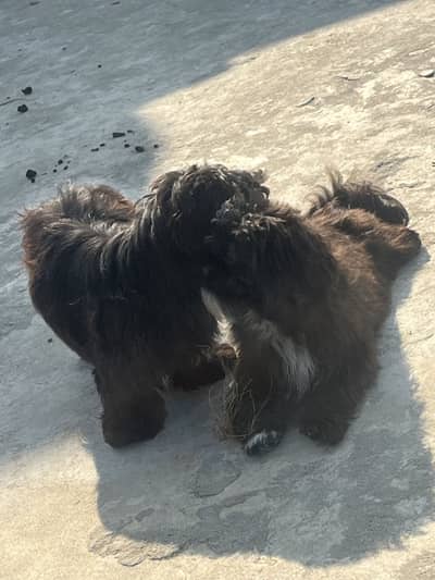 Shitzu original breed hai 03138783832