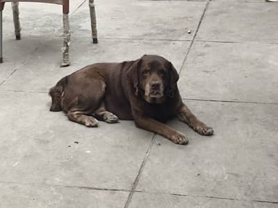 High quality apple head Labrador Female