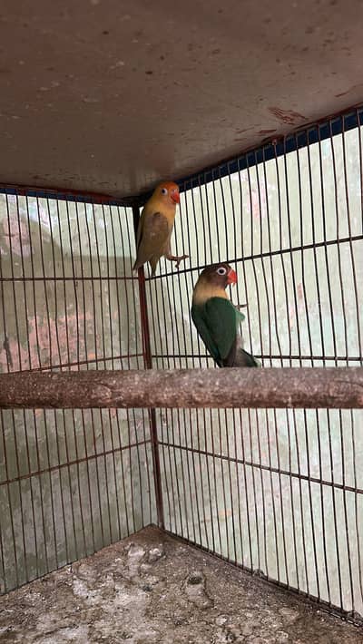 Love birds pairs available for sale