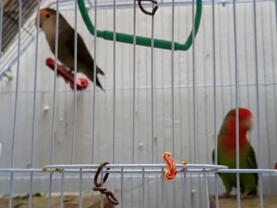 pair of birds all are healthy giving bg eggs in this season