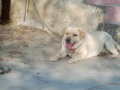 labera male for sale