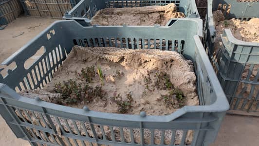 KITCHEN GARDENING BASKETS