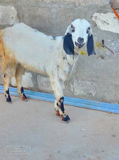 3 Paris of goats 3 female and 2 hens