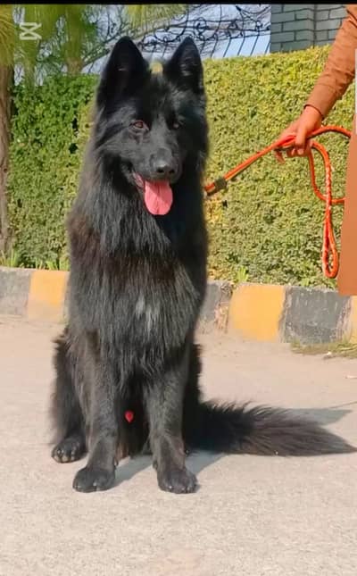 German Shepherd | Black Shepherd Dog | Long Coat Dog | Gsd For Sale