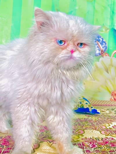 For sale cunfrom breeder