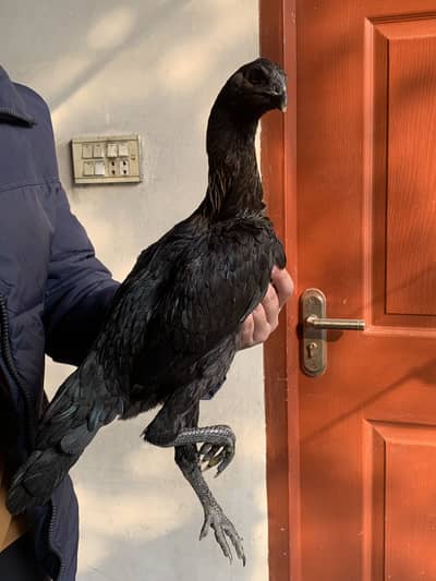 Black dragon Aseel pair/ Urgent for sale