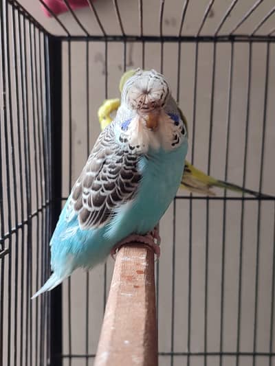 hogoromo/exhibition pathy for sale