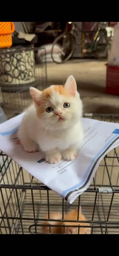 Quality Persian Punch face cat & kitten is03233614642Whatsapp