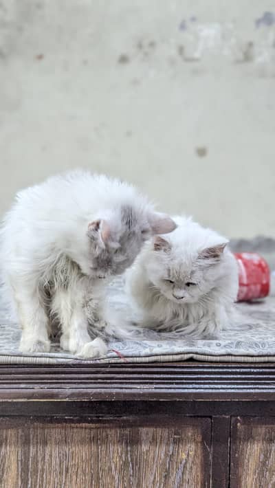 Persian cats Male/Female
