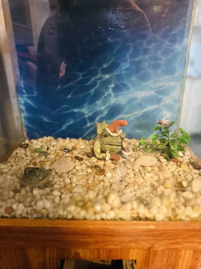 Wooden Stand Aquarium with Glass Tank