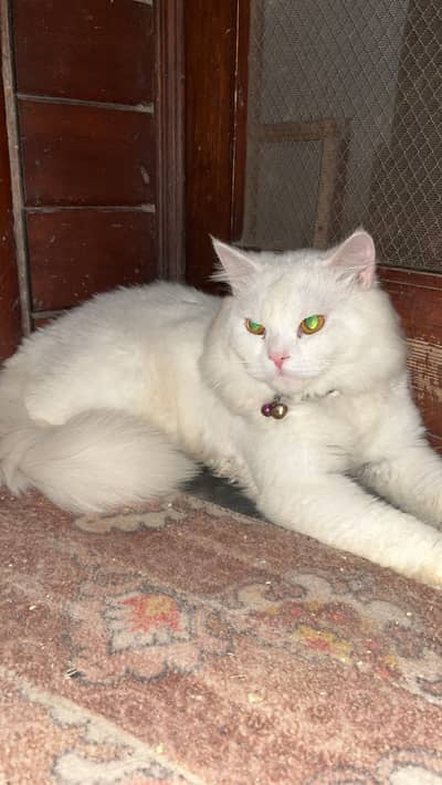 Beautiful persian cat