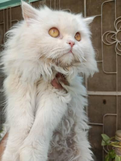 breeder female for 0304,636,27,27,,