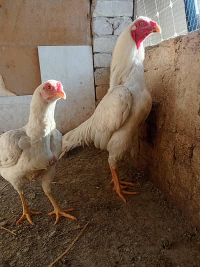 Heera breeder pair