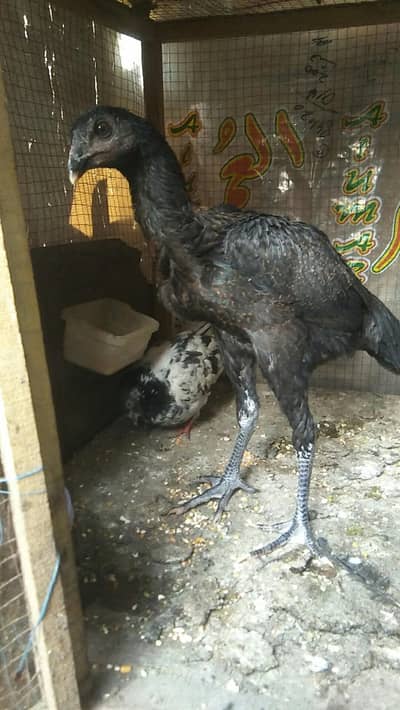 Thai vath naam female available call number 03271841140