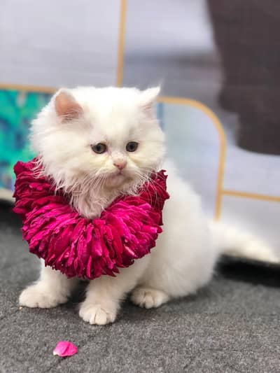 Cash on delivery Persian kitten cats
