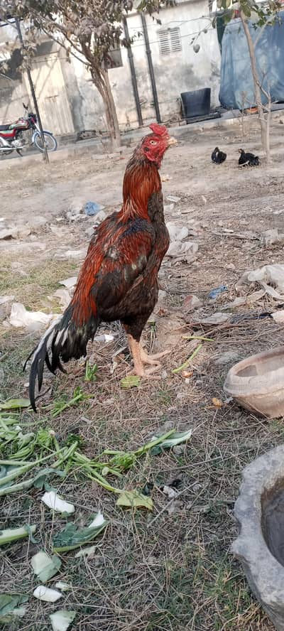 Pakistani bird