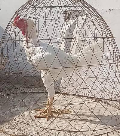 Heera Parrot beak Qandhari/ Kandhari Aseel