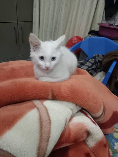 Only seriously buyer contact and who take care of her