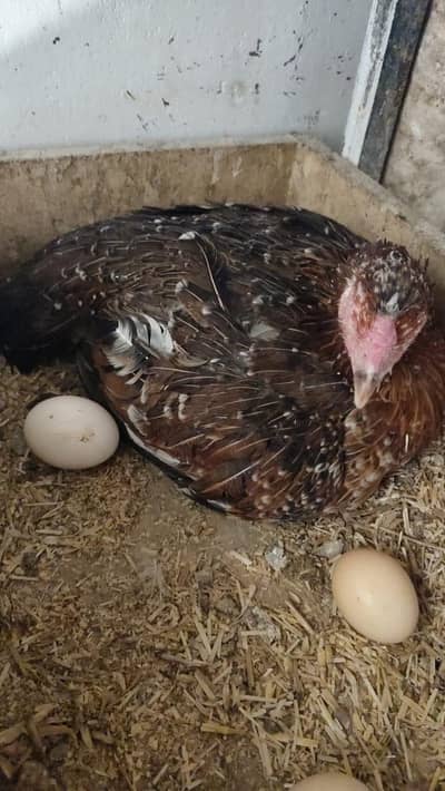 kurak Madi new hoi ha post purani ha add AJ lagi ha