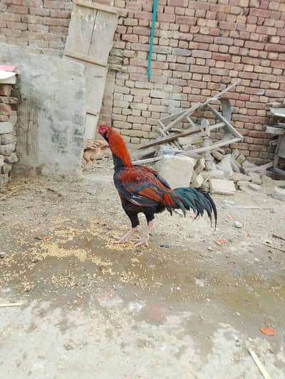 Aseel Pakistani murga