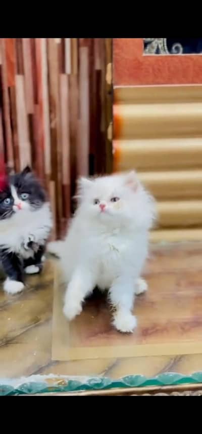 Quality Persian Punch face cat & kitten is03233614642Whatsapp