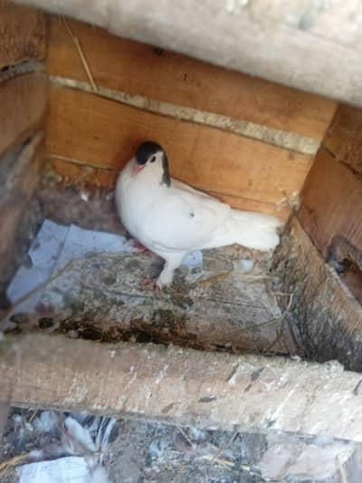 sherazi red and black pair for sale