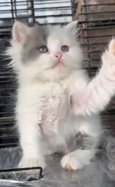 Pure Persian kitten male female Mor WhatsApp 03094016734