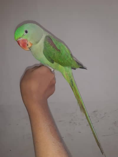 talking and team parrot