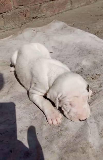 bully puppies for sale