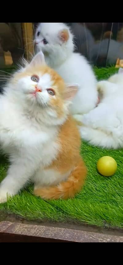 Quality Persian Punch face cat & kitten is03233614642Whatsapp