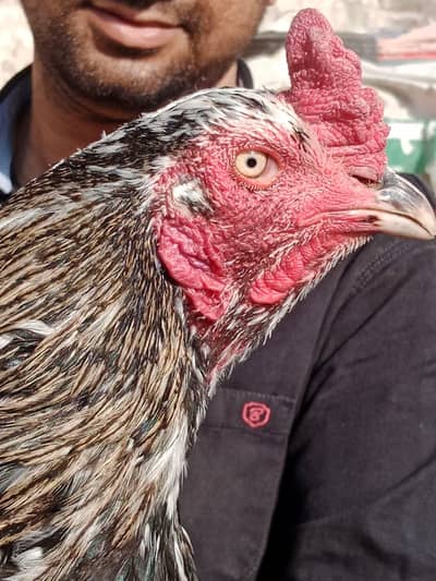 Aseels chicks For sale