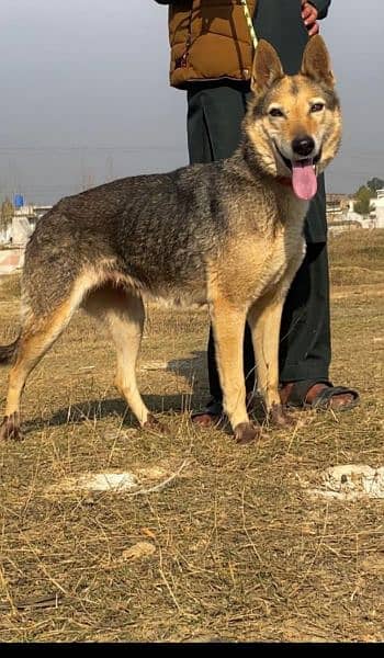 belinas bigyari female available 9 mahnt for sale