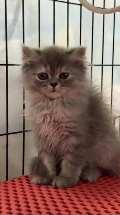 Pure Persian kitten male female Mor WhatsApp 03094016734