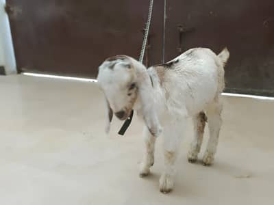 Goate baby one month