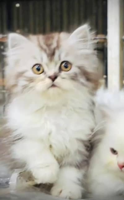 Pure Persian kitten male female Mor WhatsApp 03094016734