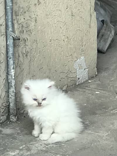 Persian Kittens for sale