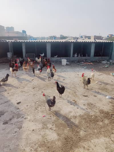 Home Breed egg laying Golden Misri for sale