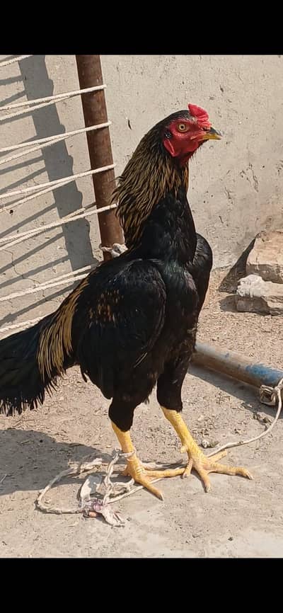 piure Mianwali home breed