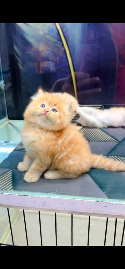 Quality Persian Punch face cat & kitten is03233614642Whatsapp