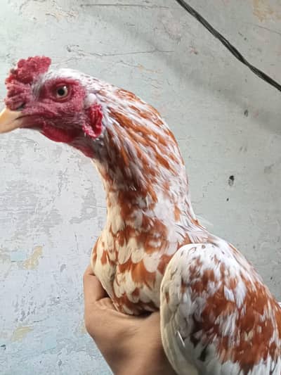 achi qwalte ka aseel murgha