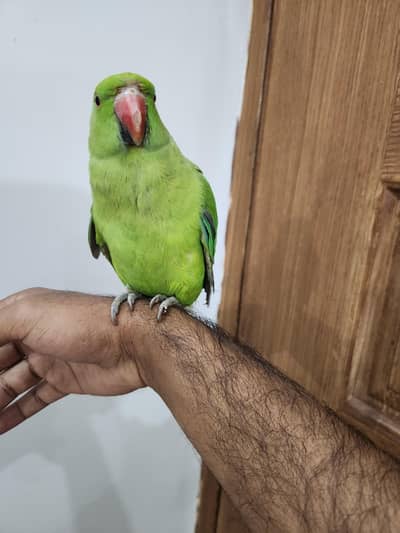 hand tame parrot