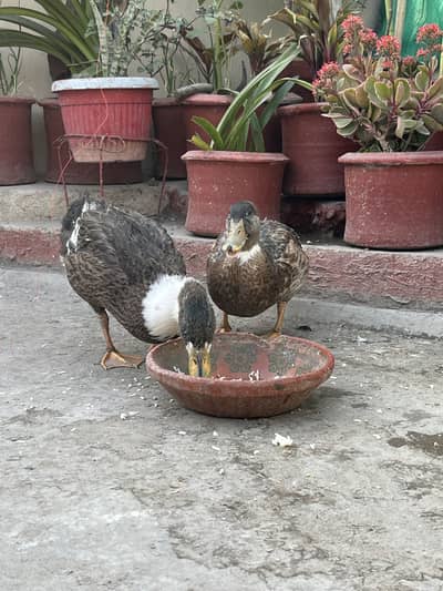 Duck pair 4 month