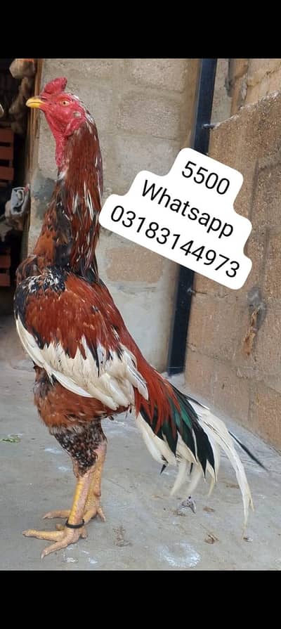 aseel murga | aseel murgi | murga