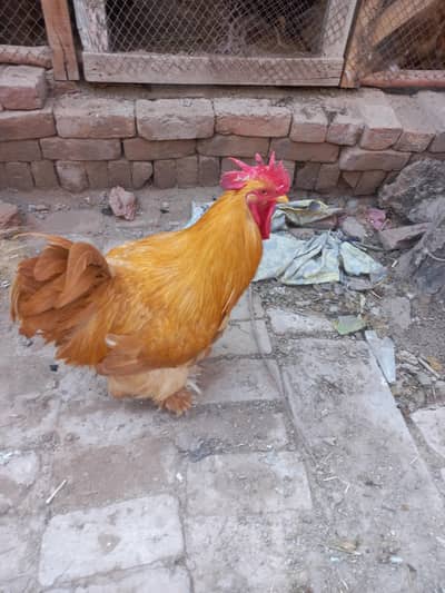 golden heavy, white heavy, white Bentham, black Bentham