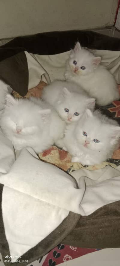 Percian kittens