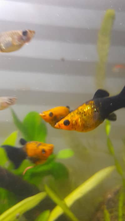healthy and active Molly fishes loaded females (aik shipping in bhi h