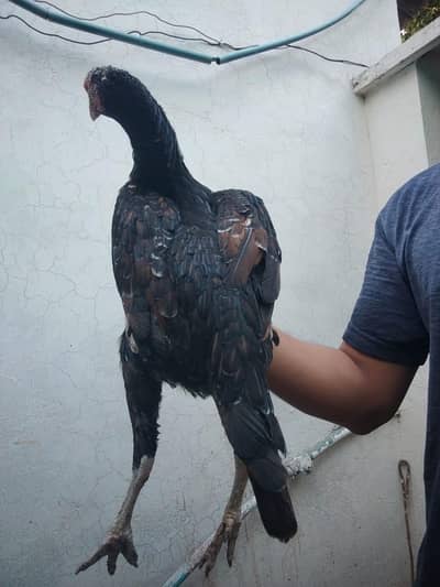 Heera Breeders and Pathiyan