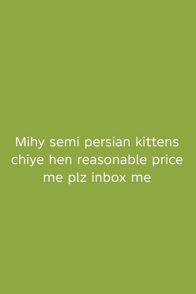 I need semi Persian kitten reasonable price