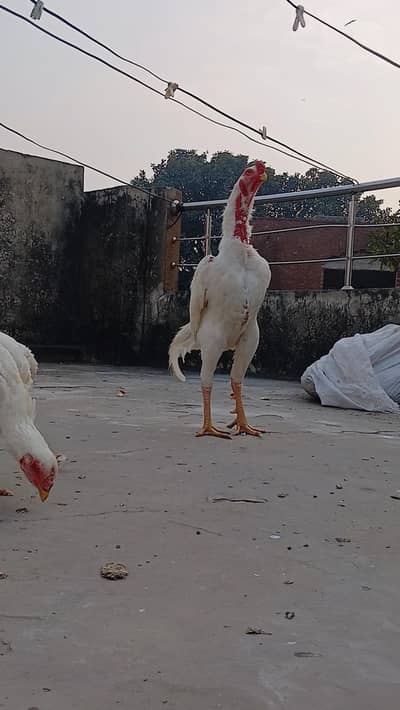 Oh Shamo, hera , aseel