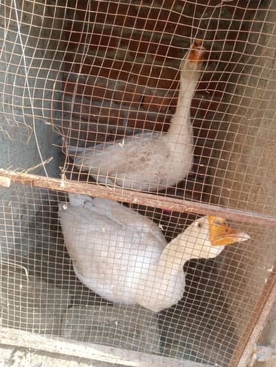 White Ducks Available